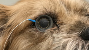 Contact Lens Electrodes for Canines Available at The Electrode Store