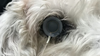 RM Electrode - Canine Series Contact Lens Electrodes